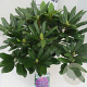 Rhododendron 'Marcel Menard' 50-60 cm 10L