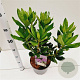 Rhododendron ponticum 30-40 cm 5,0L