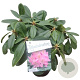Rhododendron 'Scintillation' 30-40 cm 5,0L struik