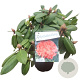 Rhododendron 'Virginia Richards' 30-40 cm 5,0L struik