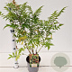 Sorbaria sorbif. 'Sem' 40-50 cm 2,5L