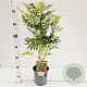 Sorbaria sorbif. 'Sem' 40-50 cm 2,5L