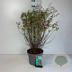 Symphoricarpos d. 'Mother of Pearl' 50-60 cm 10L