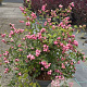 Symphoricarpos d. 'Mother of Pearl' 50-60 cm 10L