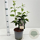 Syringa v. Beauty of Moscow 30-40 cm 2,5L