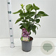 Syringa v. 'Katherine Havemeyer' 30-40 cm 2,5L