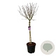 Syringa v. 'Sensation' 120 cm stam cont. 55L extra