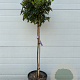 Viburnum tinus 80 cm stam 15L