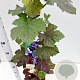 Vitis vinifera 'Purpurea' 70-80 cm 2,5L