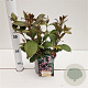 Weigela florida 'Nana Purpurea' 30-40 cm 2,5L