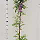 Wisteria frut. 'Amethyst Falls' 175-200 cm 25L