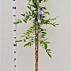 Wisteria sinensis 175-200 cm 25L