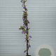 Wisteria sinensis 300 cm 20L