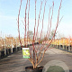 Cornus alba 'Aurea' 80-100 cm 10L