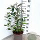 Elaeagnus ebb. 'Compacta' 60-80 cm 5,0L