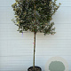 Elaeagnus ebb. 'Compacta' 130 cm stam container lei 100x100