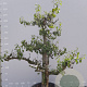 Pyrus c. 'Conference' GM container solitair