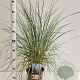Ammophila arenaria 50-60 cm 4,0L