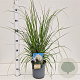 Cortaderia selloana 40-50 cm 2,5L