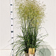 Deschampsia cesp. 'Goldtau' 60-80 cm 4,0L