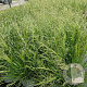 Deschampsia cesp. 'Palava' 40-60 cm 4,0L