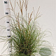Miscanthus sinensis 'Yakushima Dwarf' 30-40 cm 4,0L