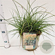 Miscanthus sinensis 'Yakushima Dwarf' 30-40 cm 4,0L