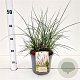 Miscanthus sin. 'Kleine Silbersp.' 40-50 cm 4,0L