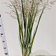 Panicum virgatum 'Northwind' 60-80 cm 2,5L