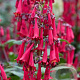 Phygelius colourburst 'Deep Red' 30-40 cm 3,0L