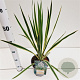 Yucca filamentosa 'Bright Edge' 40-50 cm 7,5L