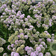 Allium 'Millenium' GM cont. 90L