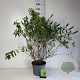 Buddleja davidii 'Magda's Gold Knight' 60-80 cm 10L