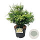 Chamaecyparis o. 'Lucas' 40-50 cm 6L