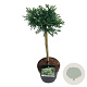 Cryptomeria j. 'Little Champion' 40 cm stam 4,5L