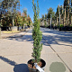 Cupressus semp. 'Totem' 60-80 cm 3,0L