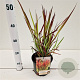 Imperata cylindrica 'Red Baron' 25-30 cm 2,0L
