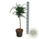 Juniperus chin. 'Blue Alps' 40 cm stam 5,0L