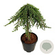 Juniperus comm. 'Greenmantle' 60 cm stam 15L
