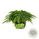 Juniperus comm. 'Lemon Carpet' 30-40 cm 6,5L