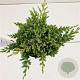 Juniperus procumbens 'Nana' 25-30 cm 2,5L