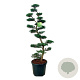 Juniperus virg. 'Grey Owl' 150-175 cm cont. 55L bonsai