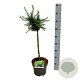 Larix decidua 'Little Bogle' 40 cm stam 5,0L