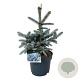 Picea pungens 'Erich Frahm' 40-50 cm P26
