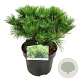 Pinus dens. 'Low Glow' 30-40 cm 4,5L