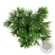 Pinus dens. 'Low Glow' 30-40 cm 4,5L