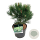 Pinus heldreichii 'Compact Gem' 25-30 cm