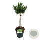 Pinus mugo 'Klosters Grun' 40 cm stam 5,0L