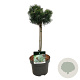 Pinus mugo 'Green Pearl' 40 cm stam 5,0L