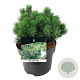 Pinus mugo 'Mops' 20-25 cm
